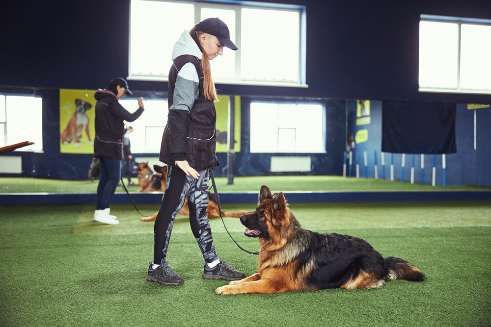 Side view of a female trainer in sportswear standing in front of the German shepherd lying on the artificial grass